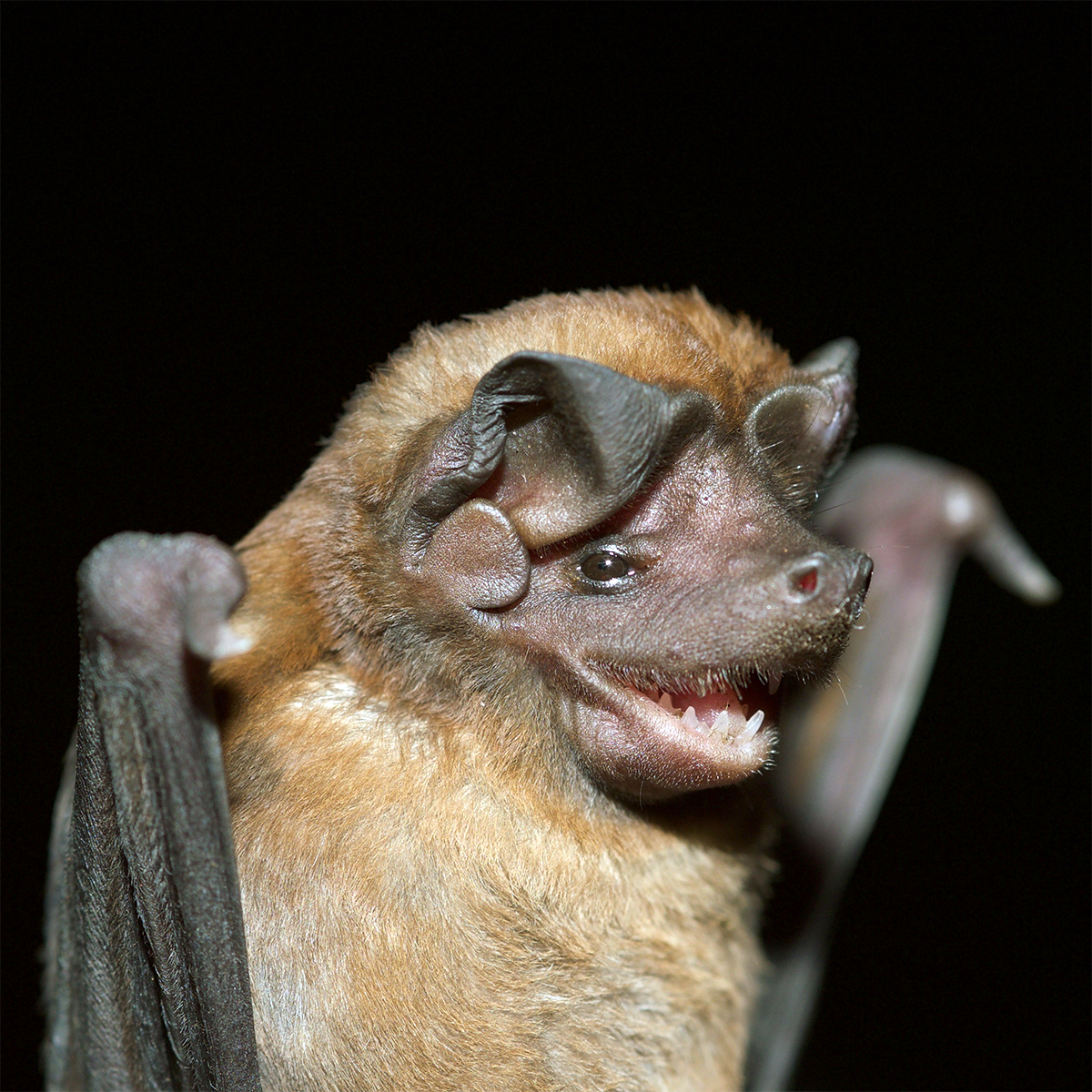 Coiban Mastiff Bat (Molossus coibensis) Фото №1