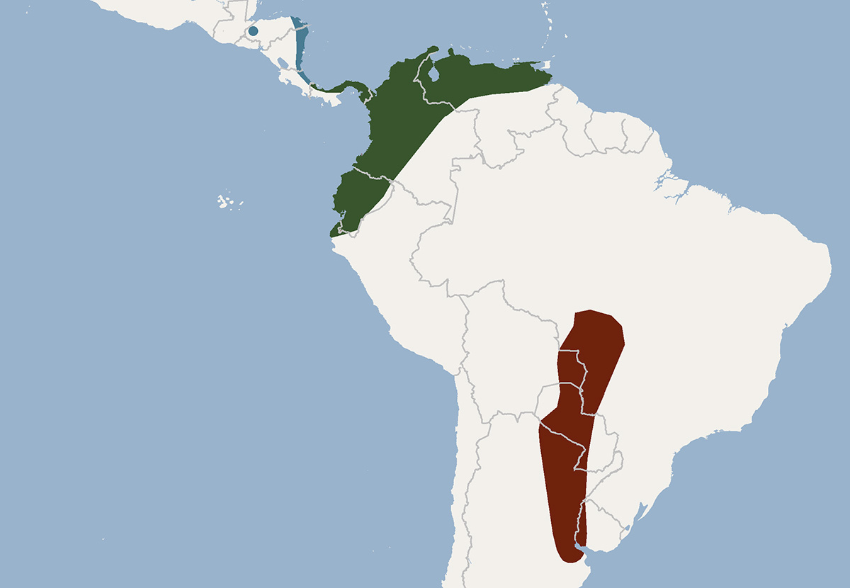 Molossus currentium - ареал обитания подвидов на карте