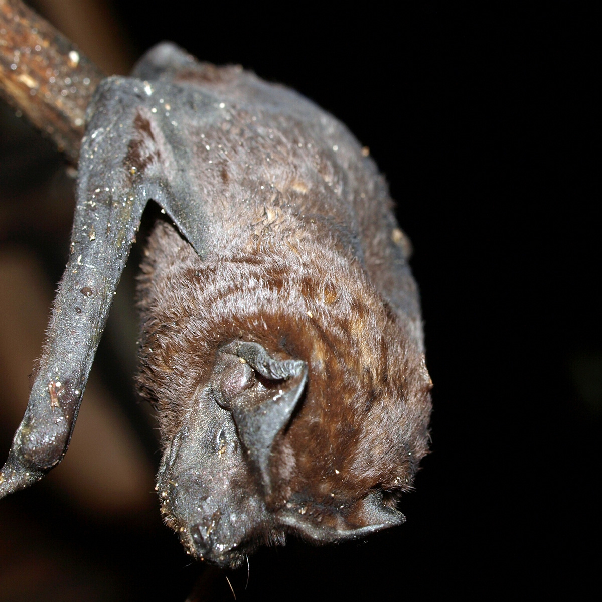 Чёрный складчатогуб (Molossus rufus) Фото №7