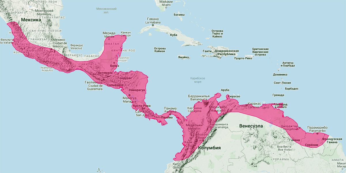 Синалоаский складчатогуб (Molossus sinaloae) Ареал обитания на карте