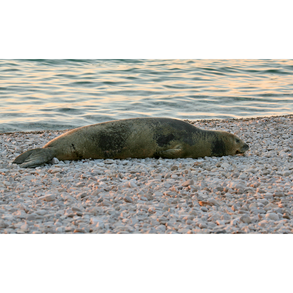 Средиземноморский тюлень-монах (Monachus monachus) Фото №4