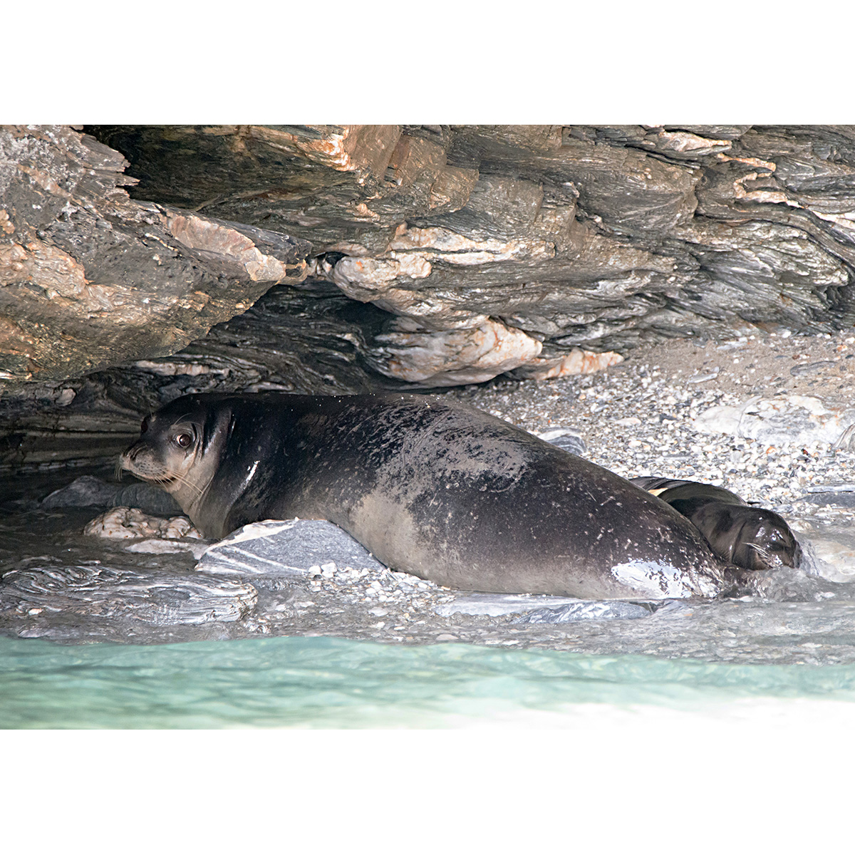 Средиземноморский тюлень-монах (Monachus monachus) Фото №8