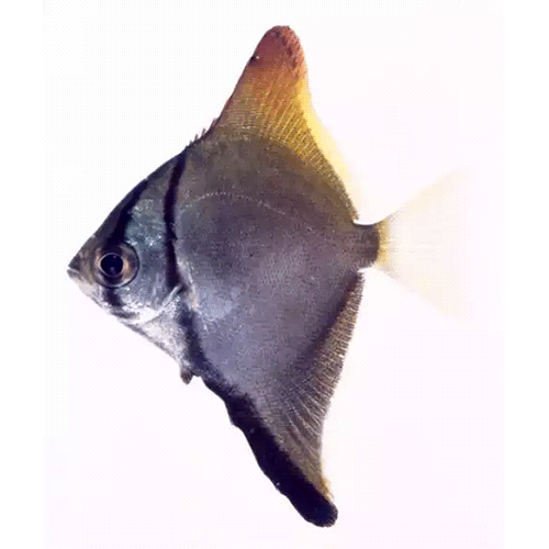 Род Рыбы-ласточки фото