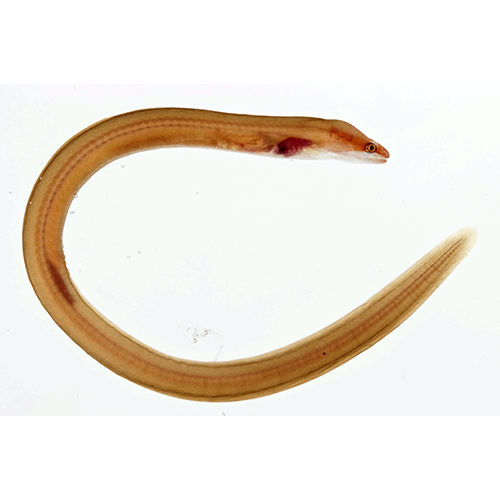  Род Monopenchelys  фото