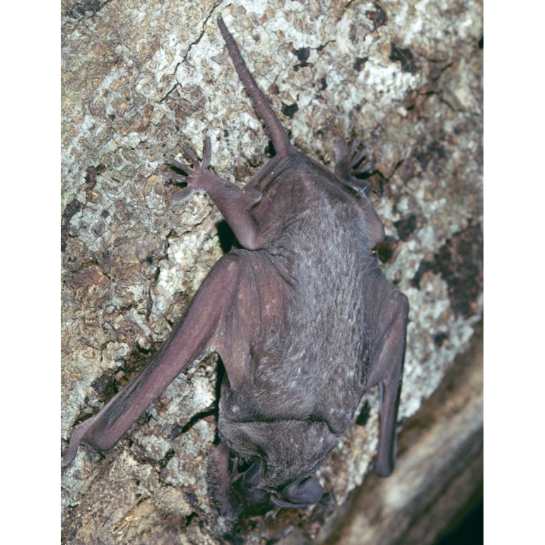 Ангольский складчатогуб (Mops condylurus) Фото №1