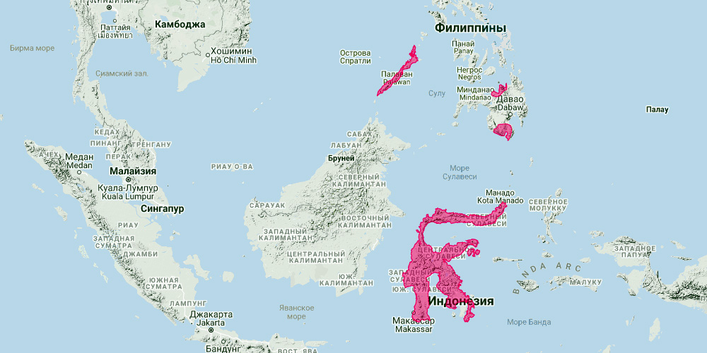 Сулавесский складчатогуб (Mops sarasinorum) Ареал обитания на карте