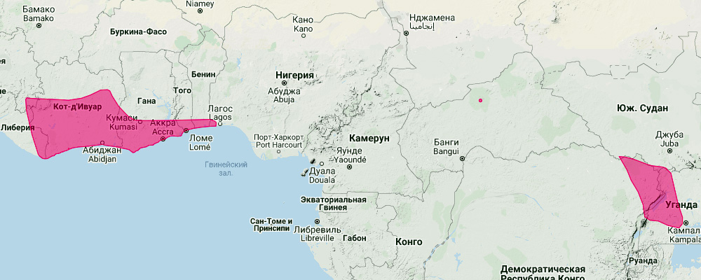 Складчатогуб Тревора (Mops trevori) Ареал обитания на карте