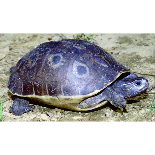  Род Глазчатые черепахи  фото