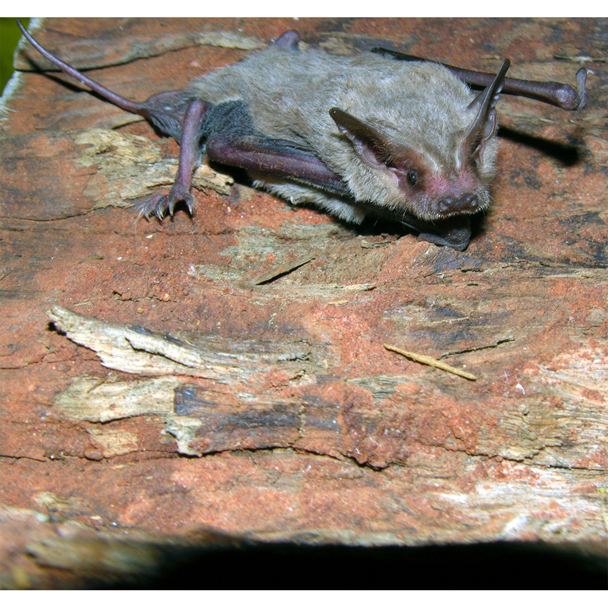 Hairy-Nosed Freetail-Bat (Mormopterus eleryi) Фото №2
