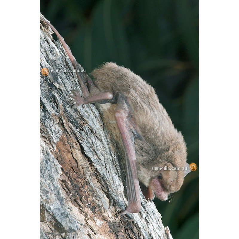 Hairy-Nosed Freetail-Bat (Mormopterus eleryi) Фото №3