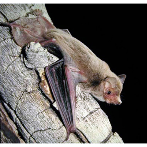 Hairy-Nosed Freetail-Bat (Mormopterus eleryi) Фото №4