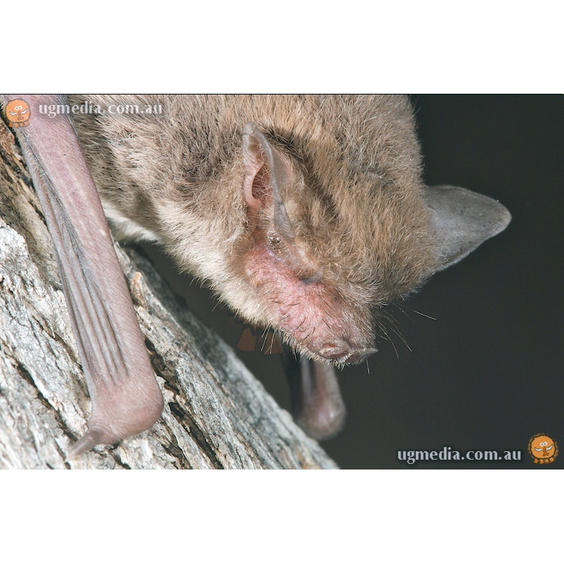 Hairy-Nosed Freetail-Bat (Mormopterus eleryi) Фото №5