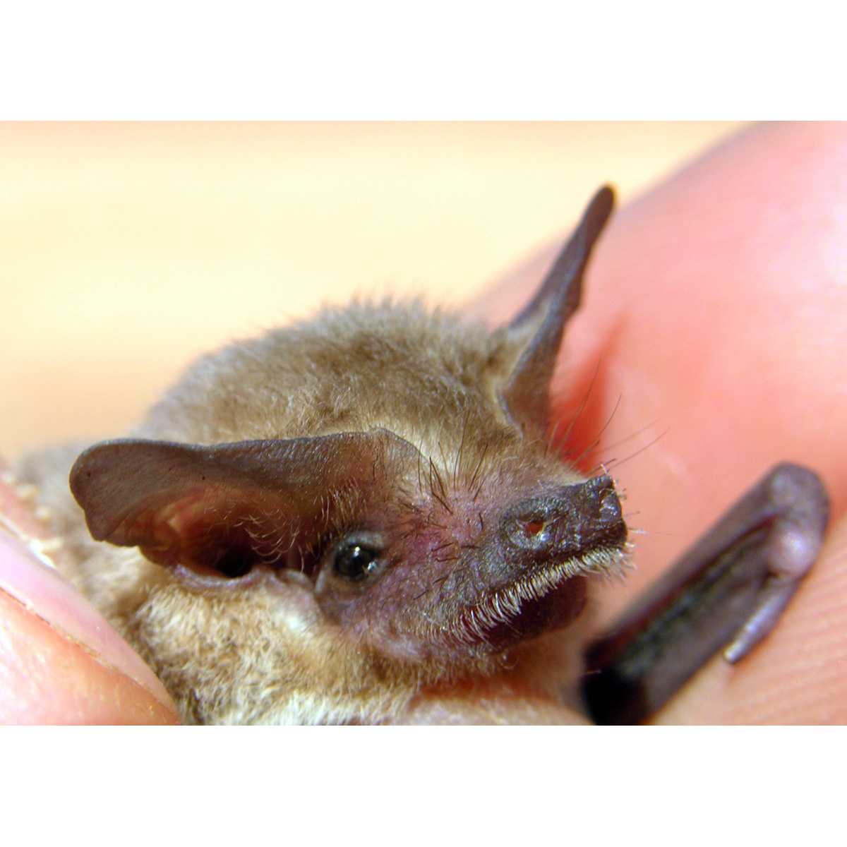 Hairy-Nosed Freetail-Bat (Mormopterus eleryi) Фото №6