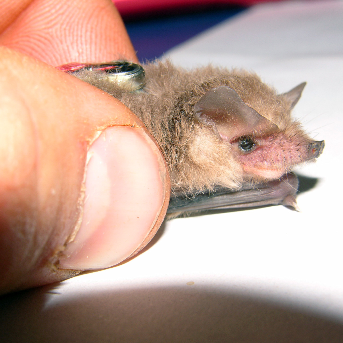 Hairy-Nosed Freetail-Bat (Mormopterus eleryi) Фото №7