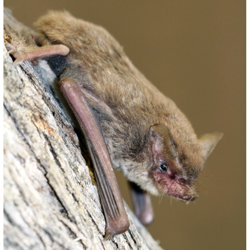 Hairy-Nosed Freetail-Bat (Mormopterus eleryi) Фото №1