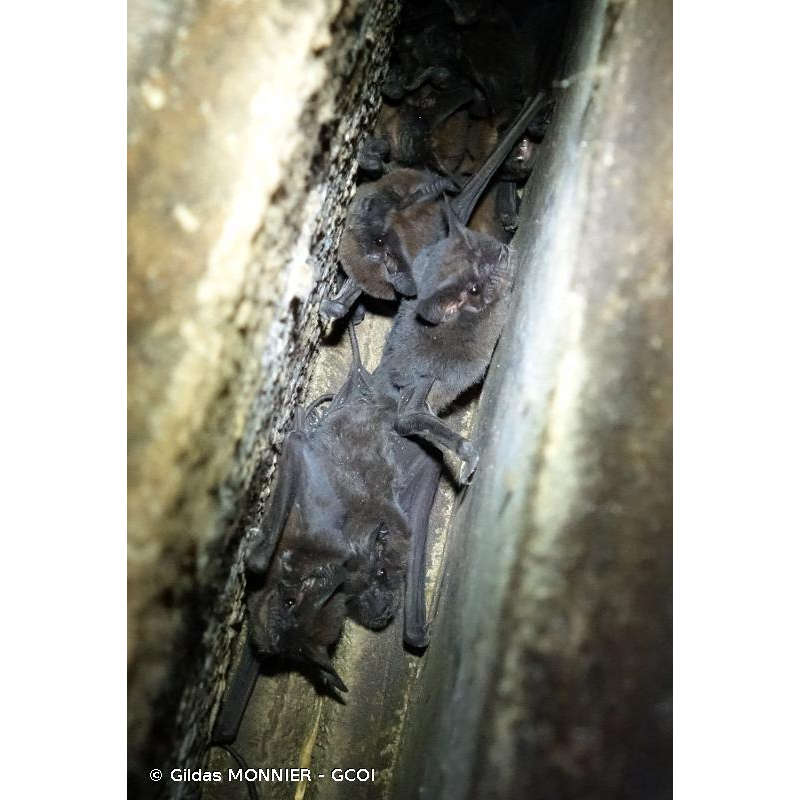 Reunion Free-Tailed Bat (Mormopterus francoismoutoui) Фото №1