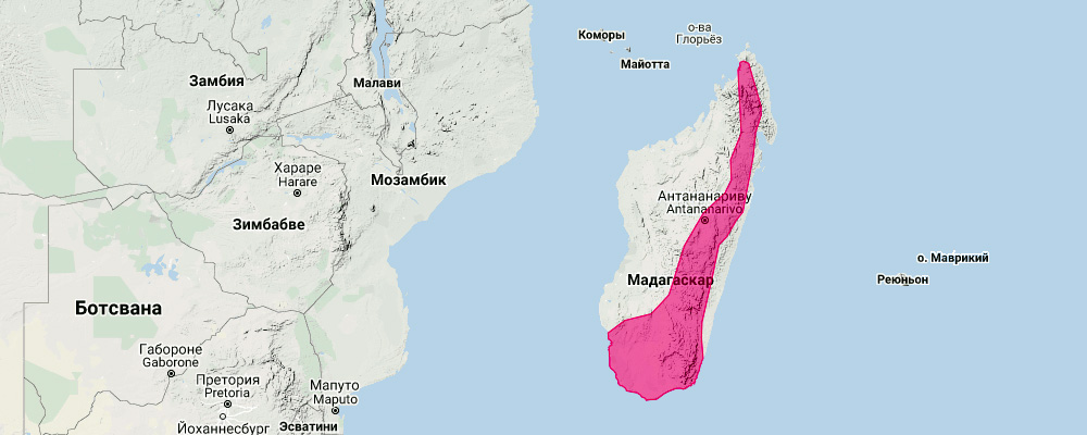 Мадагаскарский складчатогуб (Mormopterus jugularis) Ареал обитания на карте