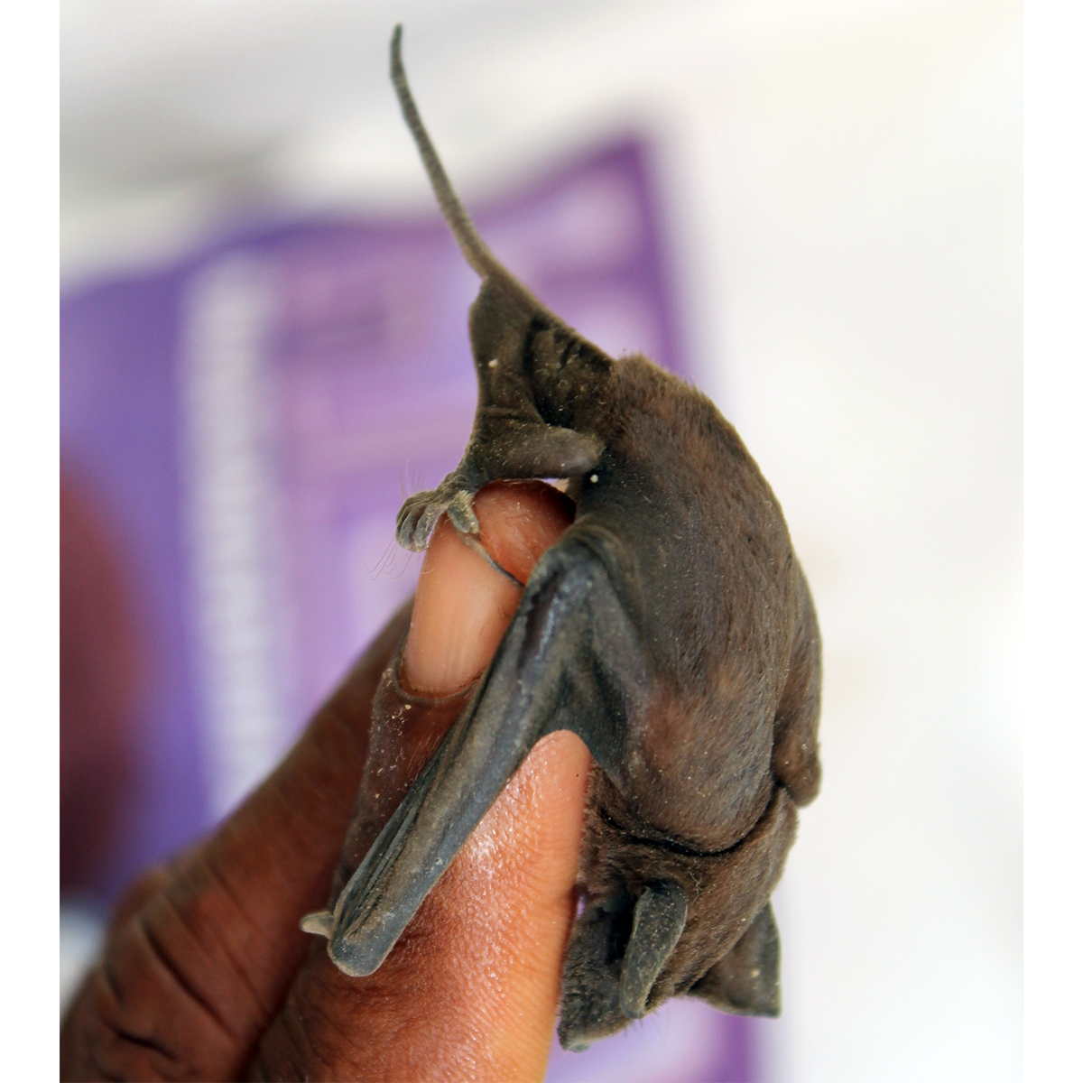 Мадагаскарский складчатогуб (Mormopterus jugularis) Фото №1
