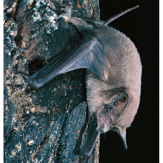 Little Northern Freetail Bat (Mormopterus loriae) Фото №1
