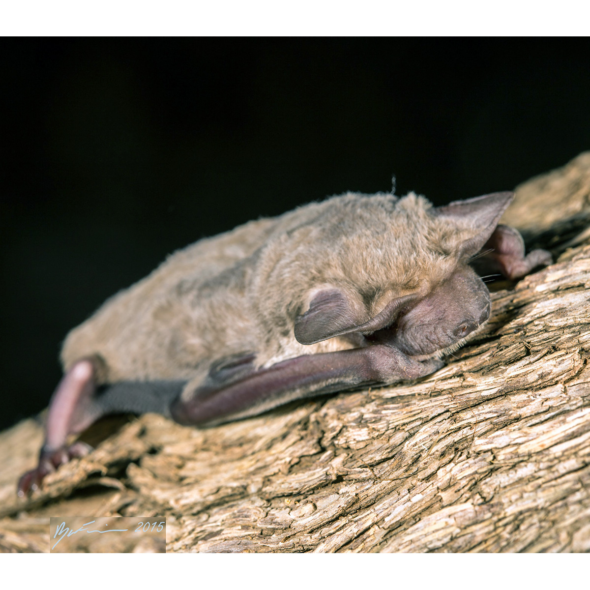 Northern Free-Tailed Bat (Mormopterus lumsdenae) Фото №2