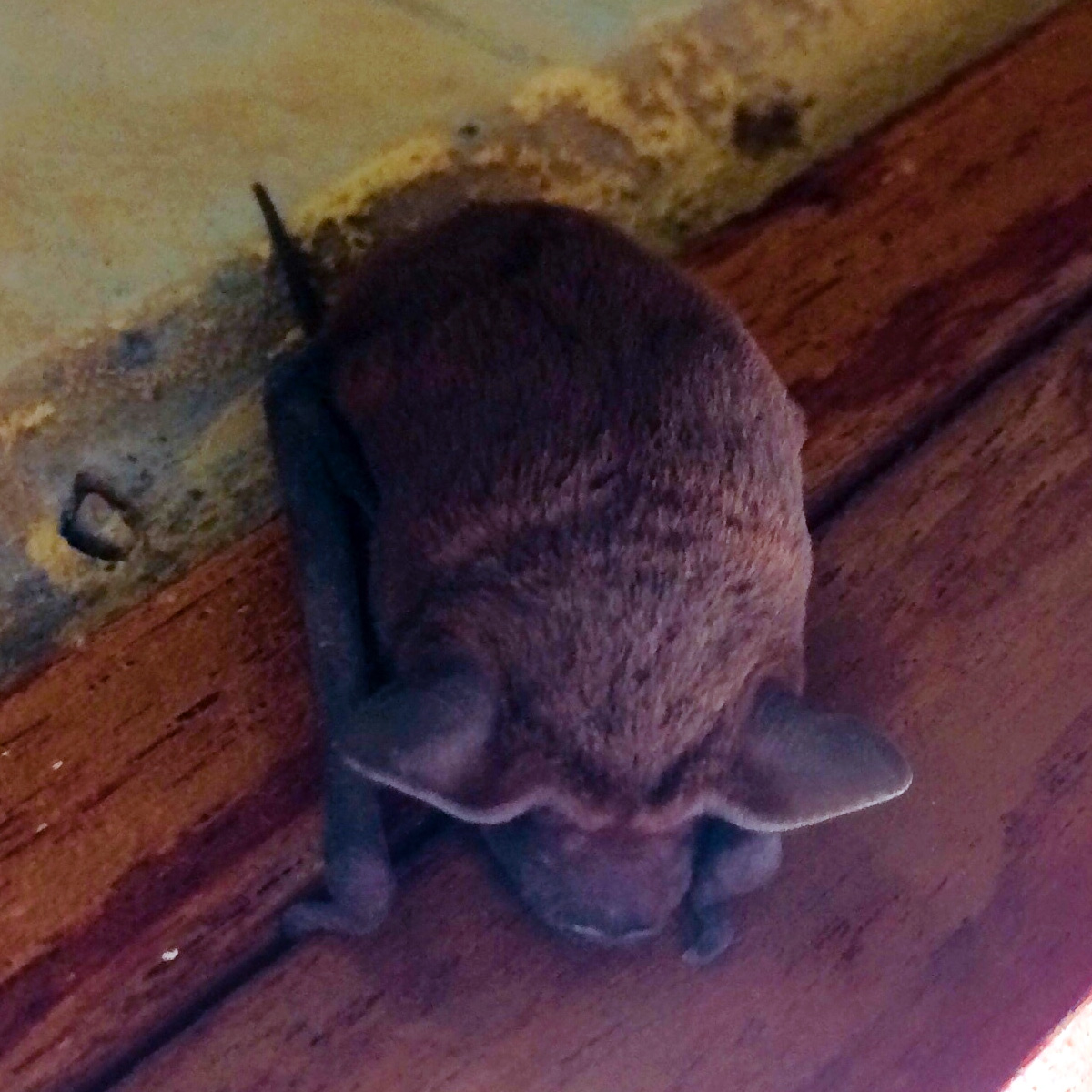 Northern Free-Tailed Bat (Mormopterus lumsdenae) Фото №3