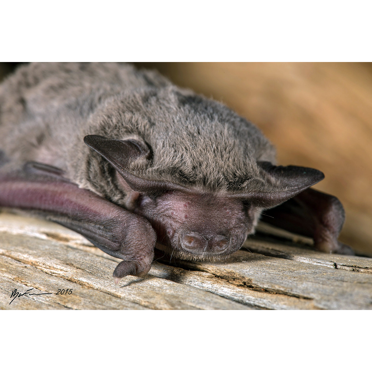 Northern Free-Tailed Bat (Mormopterus lumsdenae) Фото №4