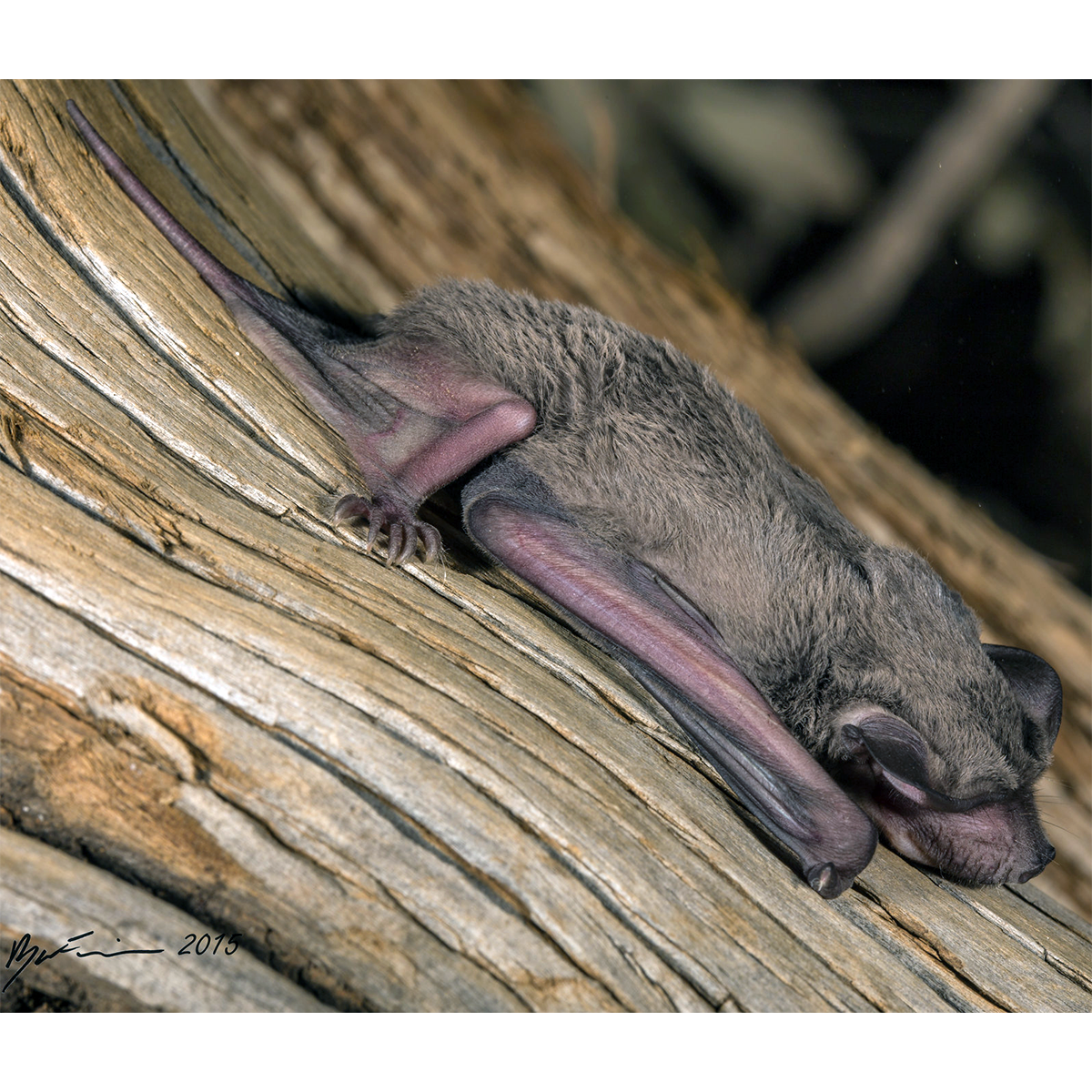 Northern Free-Tailed Bat (Mormopterus lumsdenae) Фото №1