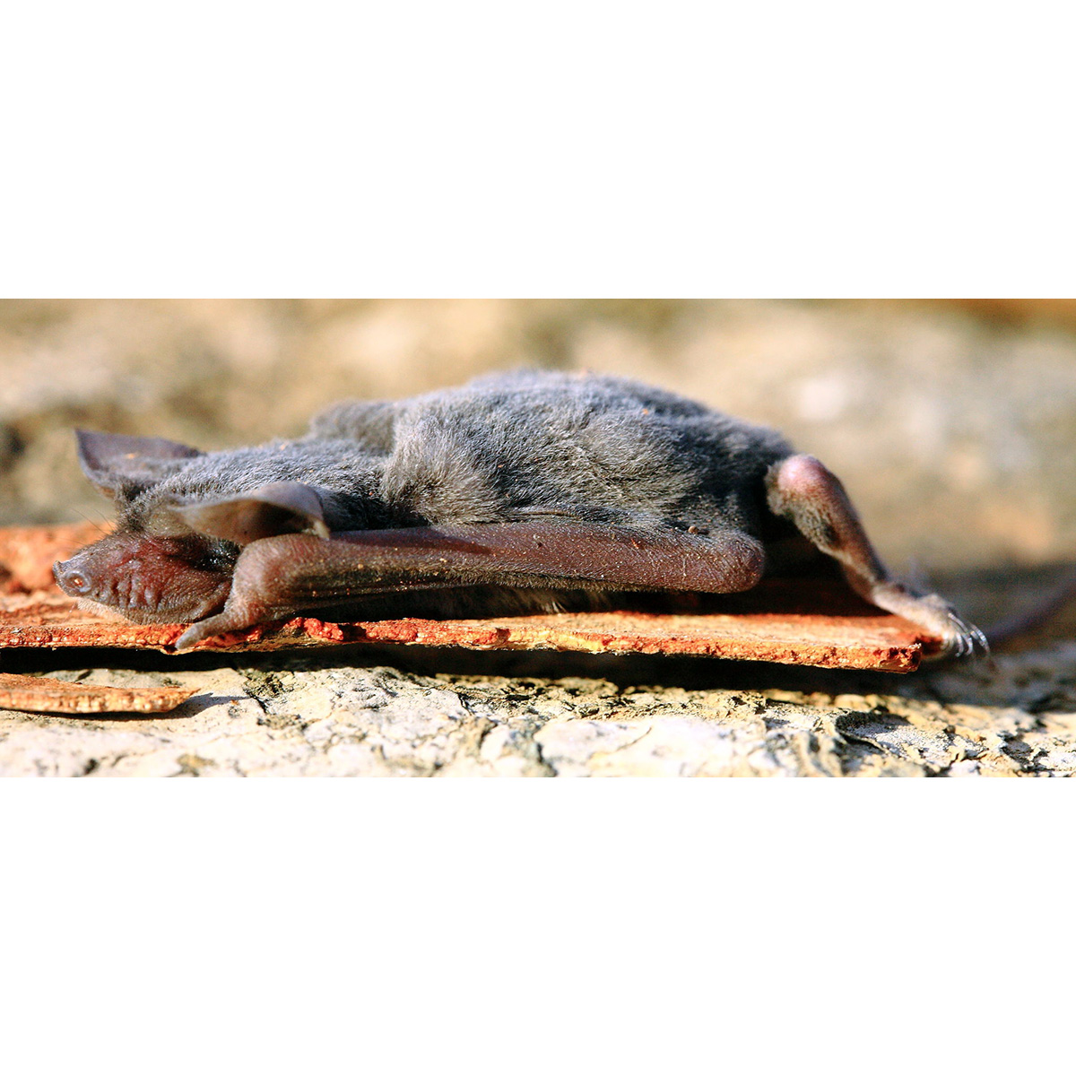 Inland Free-Tailed Bat (Mormopterus petersi) Фото №2