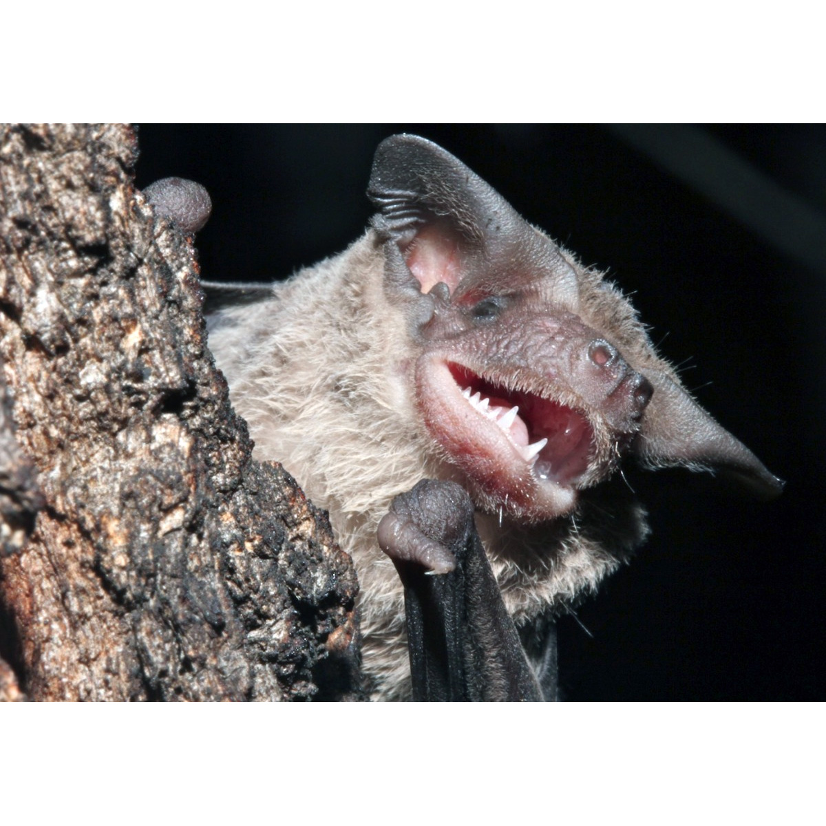 Inland Free-Tailed Bat (Mormopterus petersi) Фото №3