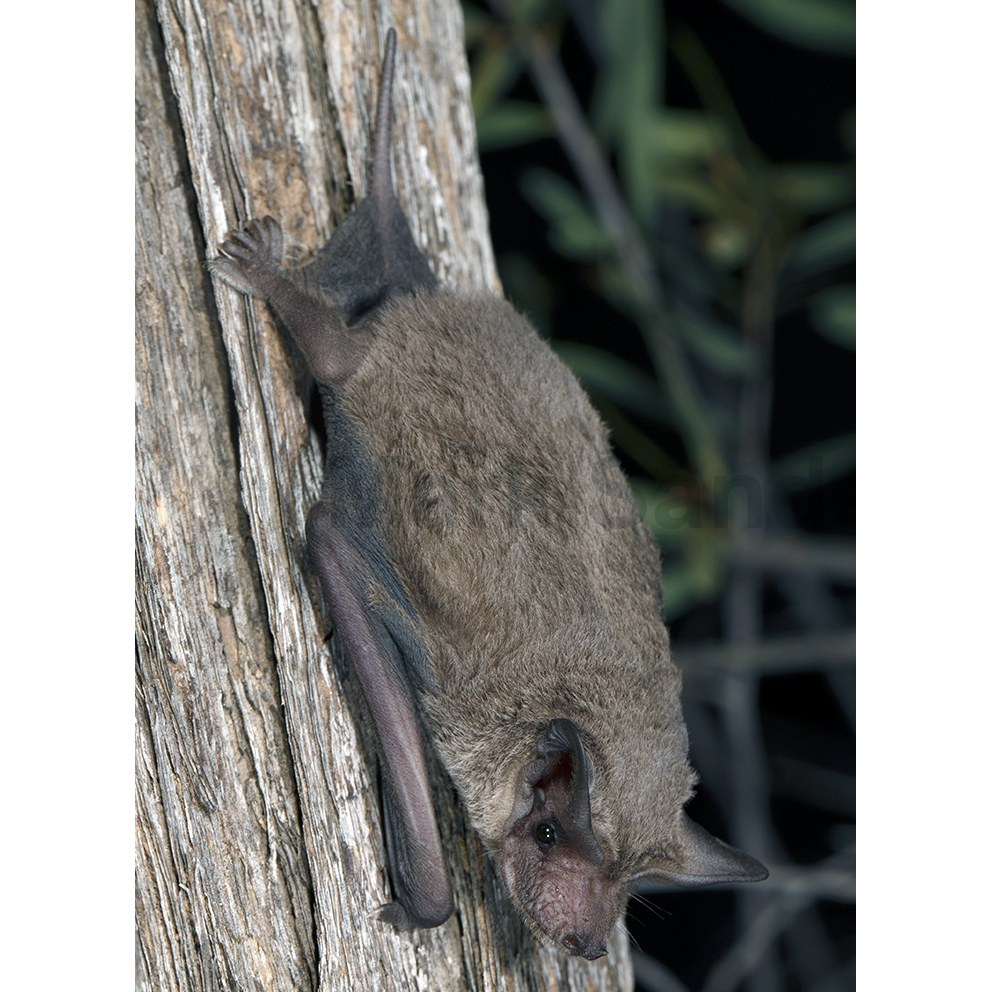 Inland Free-Tailed Bat (Mormopterus petersi) Фото №1