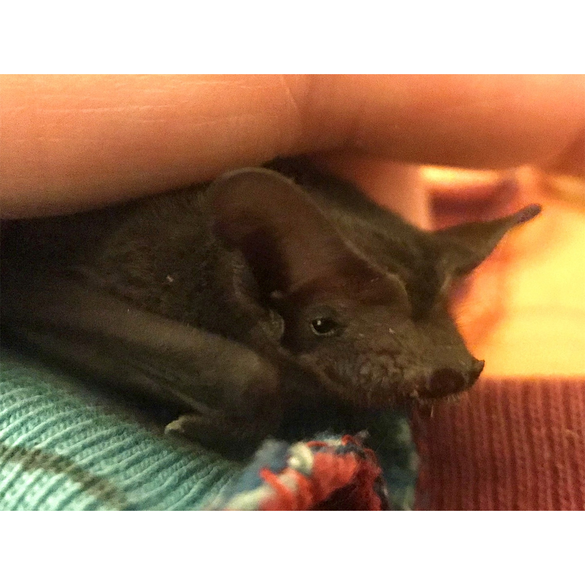 Eastern Free-Tailed Bat (Mormopterus ridei) Фото №10