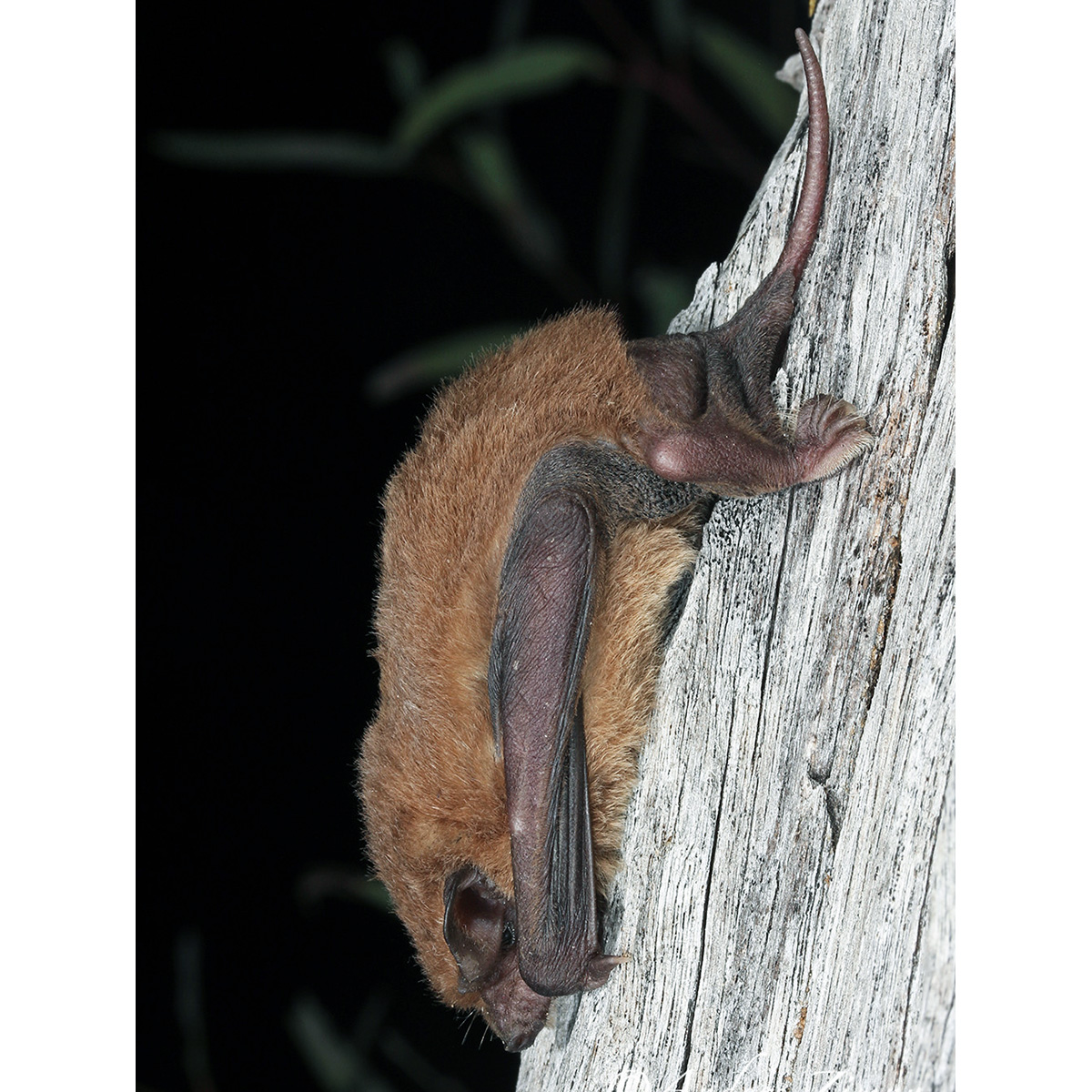 Eastern Free-Tailed Bat (Mormopterus ridei) Фото №2