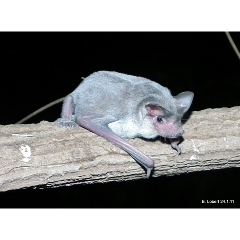 Eastern Free-Tailed Bat (Mormopterus ridei) Фото №3
