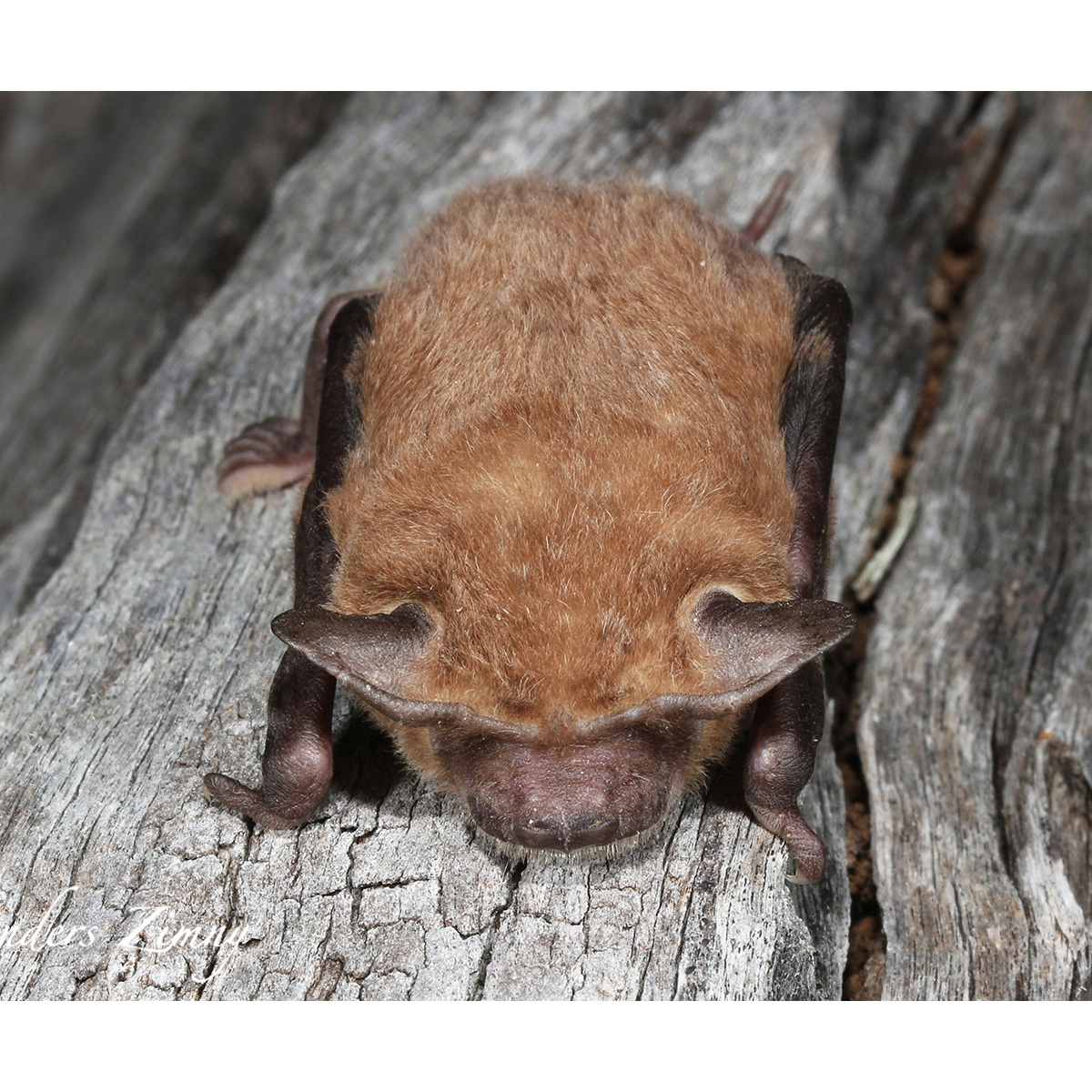 Eastern Free-Tailed Bat (Mormopterus ridei) Фото №5