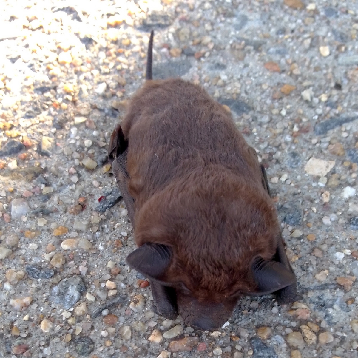 Eastern Free-Tailed Bat (Mormopterus ridei) Фото №6