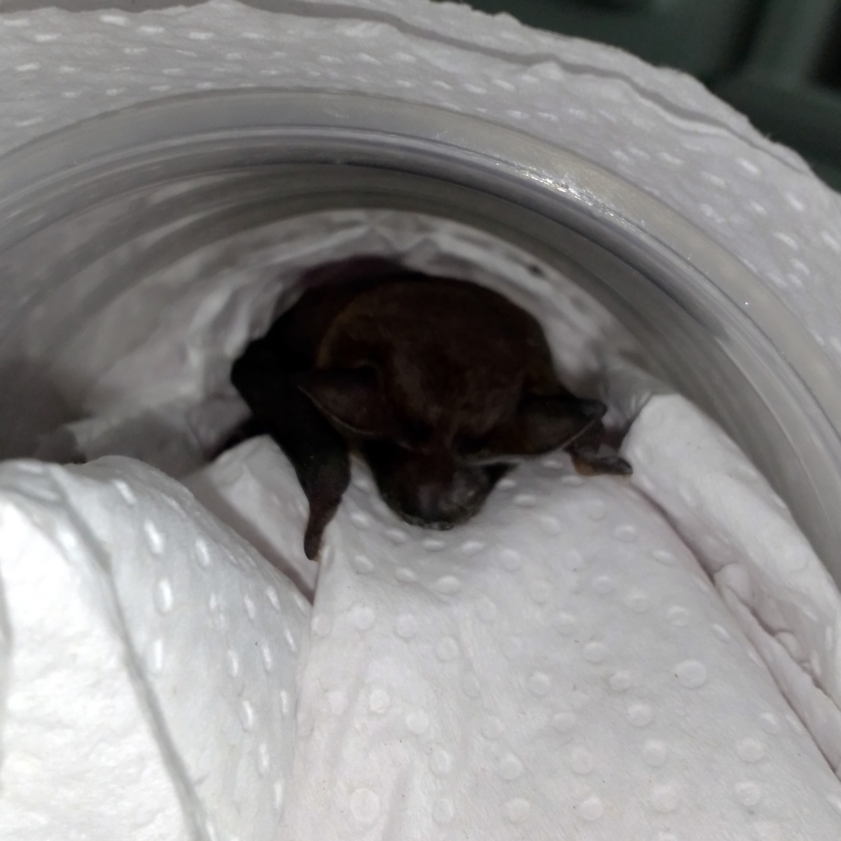 Eastern Free-Tailed Bat (Mormopterus ridei) Фото №7