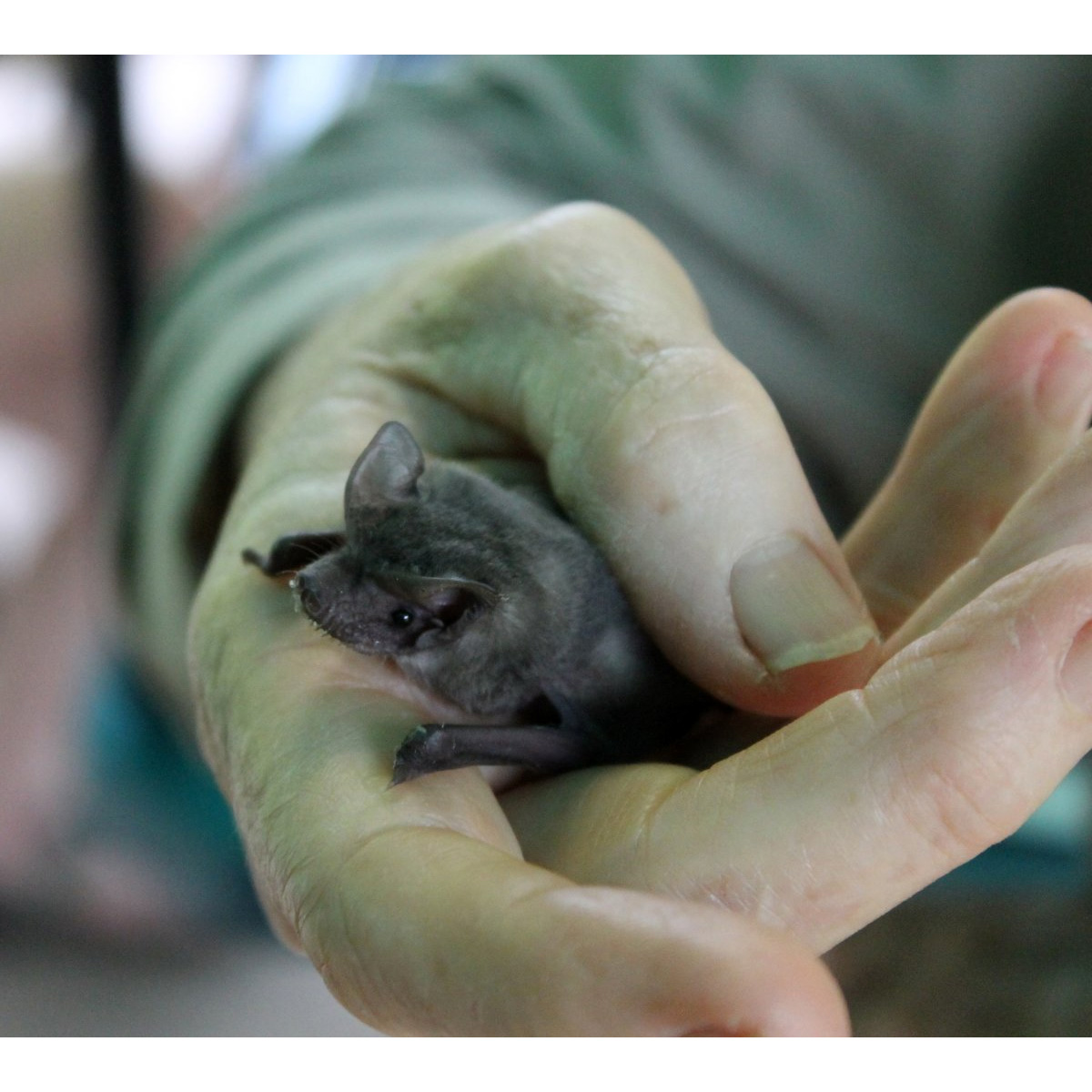 Eastern Free-Tailed Bat (Mormopterus ridei) Фото №8