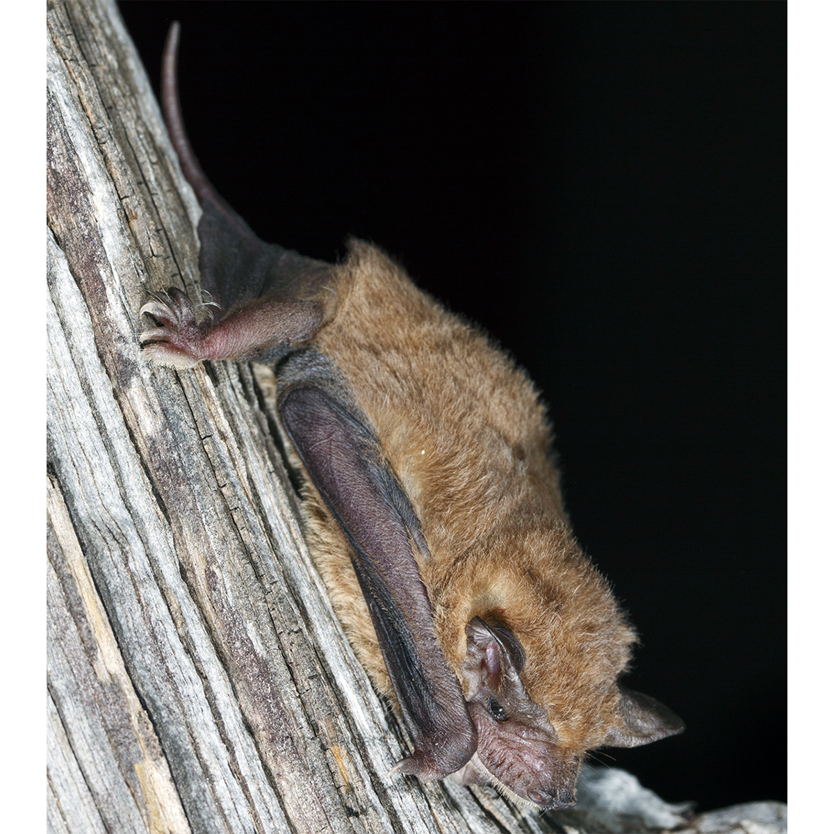 Eastern Free-Tailed Bat (Mormopterus ridei) Фото №1