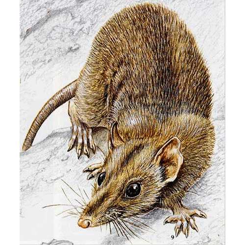 Род Новогвинейские сумчатые крысы  фото