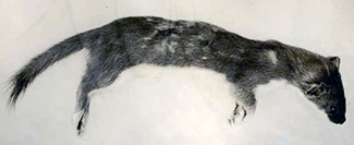 Mustela erminea muricus