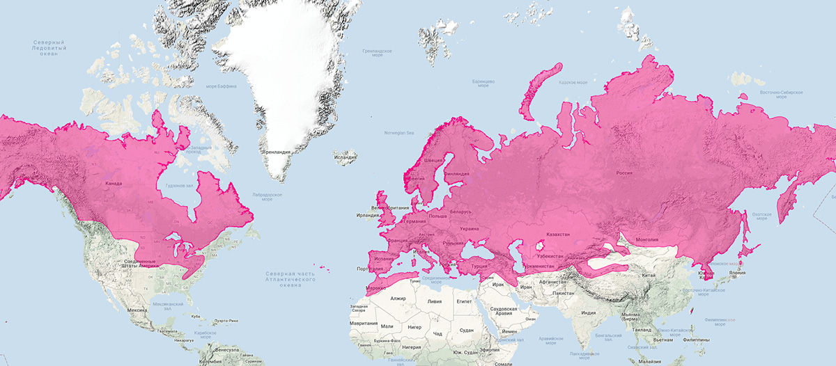 Ласка (Mustela nivalis) Ареал обитания на карте