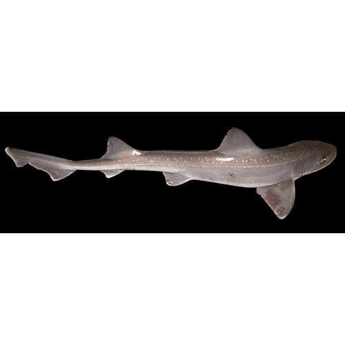  Род Обыкновенные куньи акулы  фото
