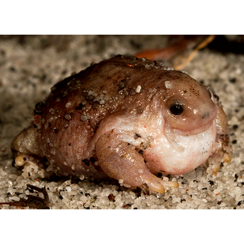 Семейство Австралийские жабы / Миобатрахусы фото