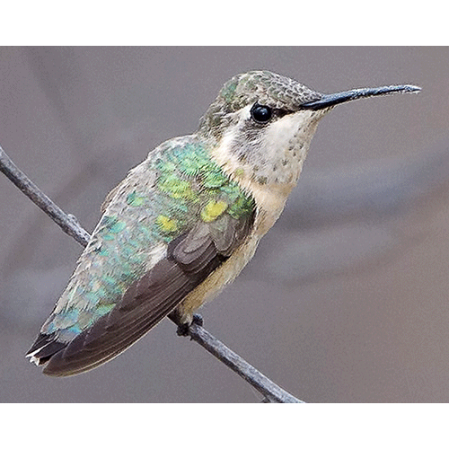 Род Короткохвостые колибри  фото