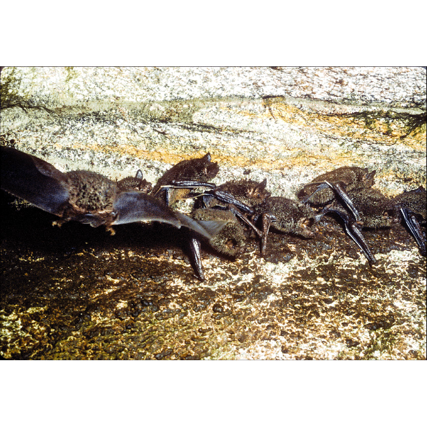 New Zealand Greater Short-tailed Bat (Mystacina robusta) Фото №2