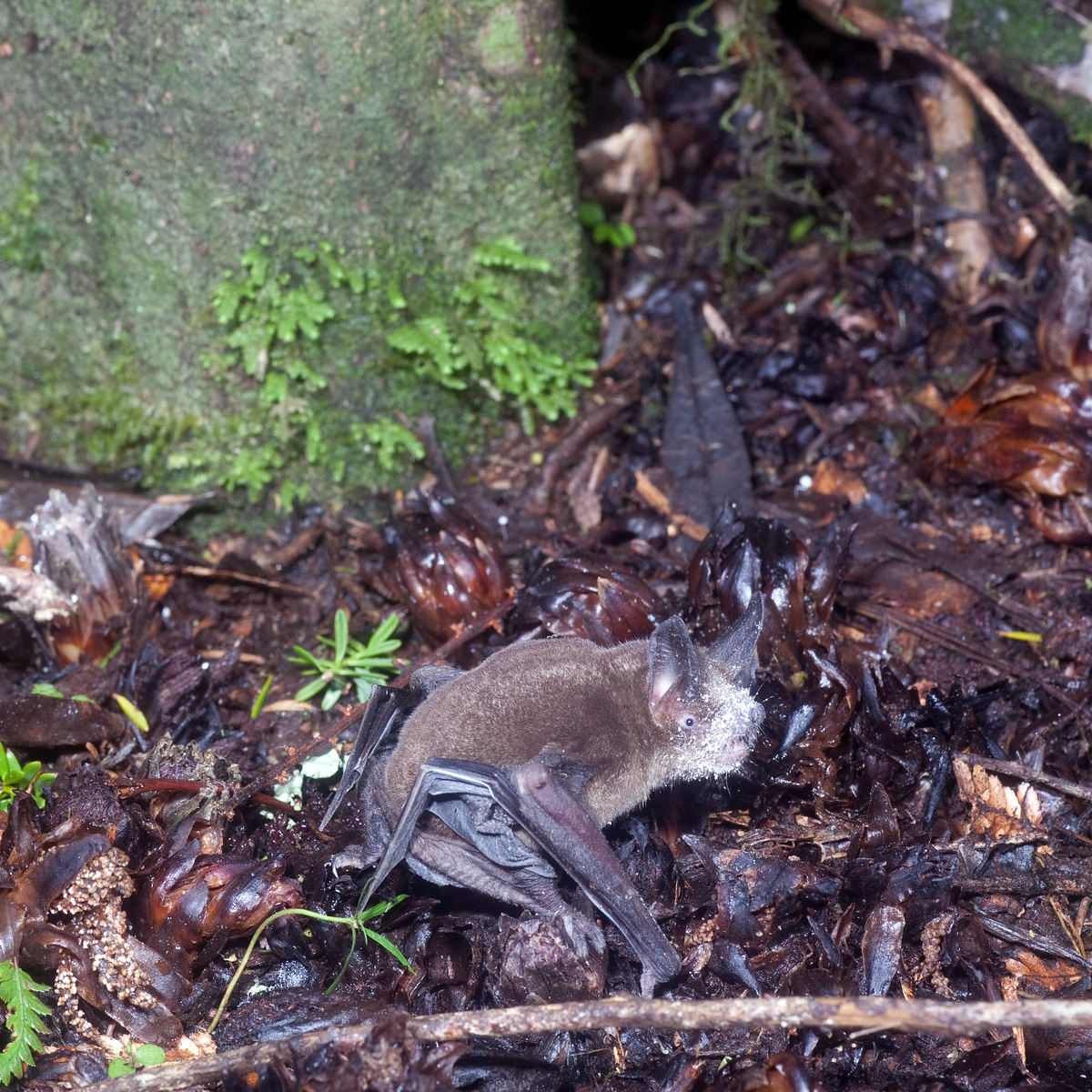 Новозеландская летучая мышь (Mystacina tuberculata) Фото №2