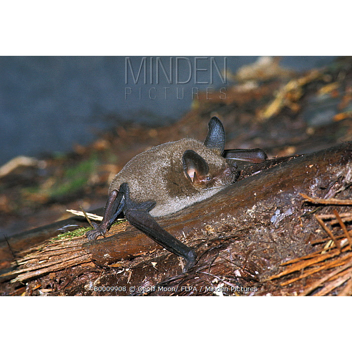 Новозеландская летучая мышь (Mystacina tuberculata) Фото №4