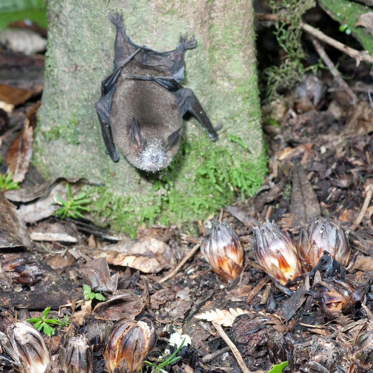 Новозеландская летучая мышь (Mystacina tuberculata) Фото №5