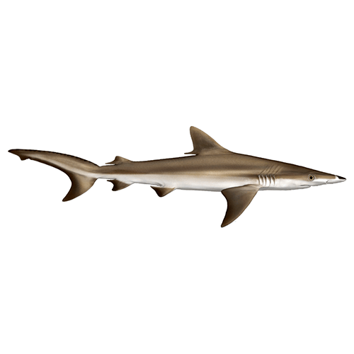  Род Белоносые акулы  фото