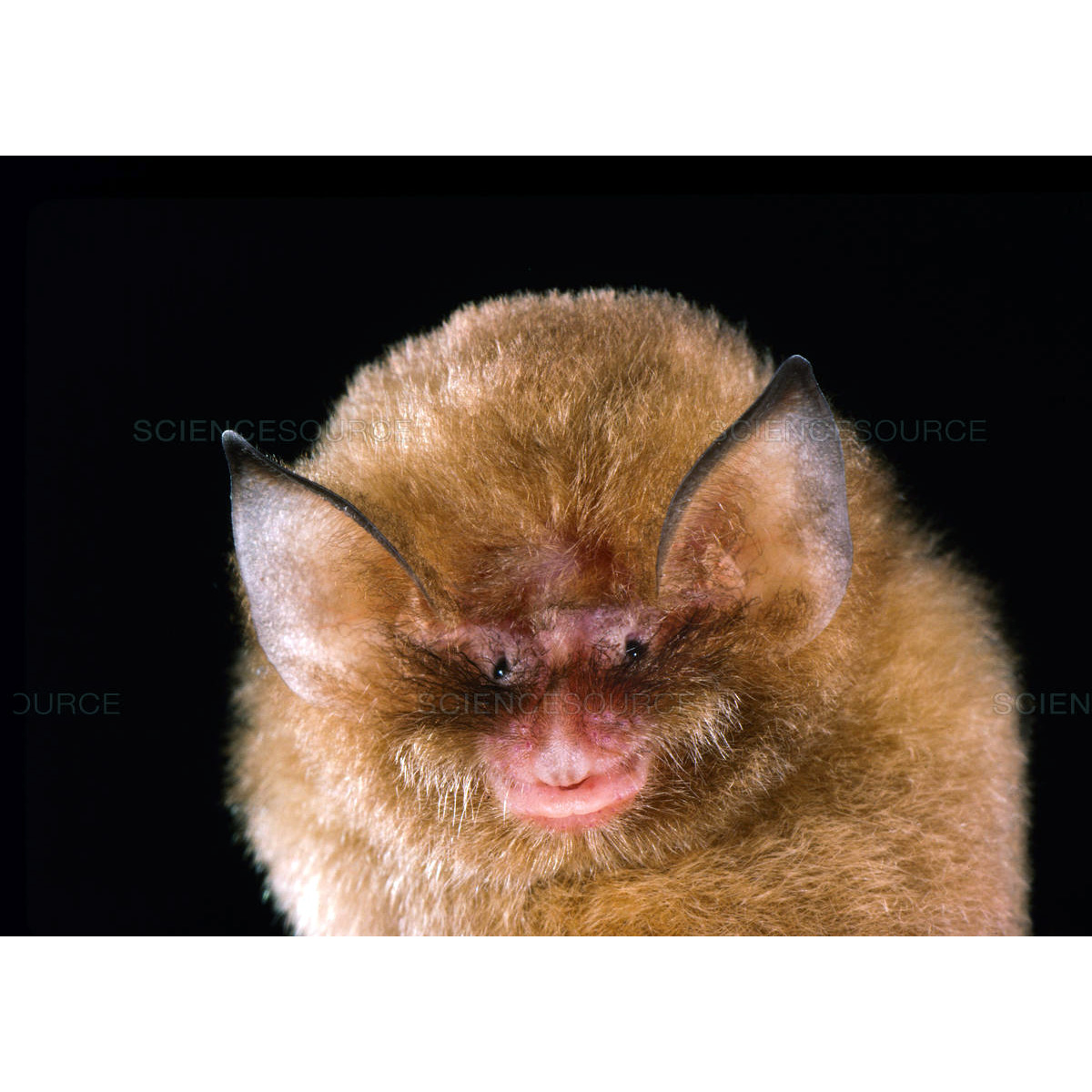 Jamaican Greater Funnel Eared Bat (Natalus jamaicensis) Фото №2